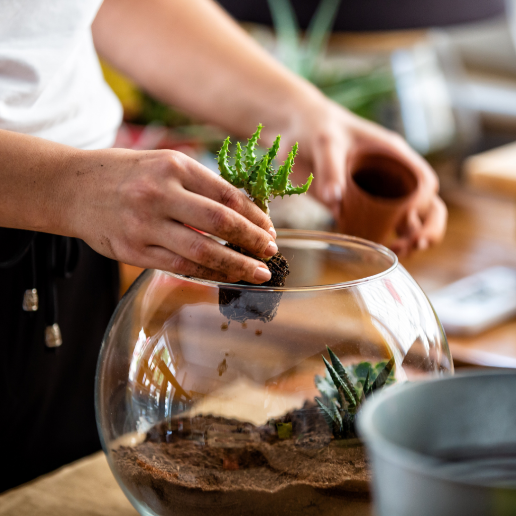 make and sell terrariums