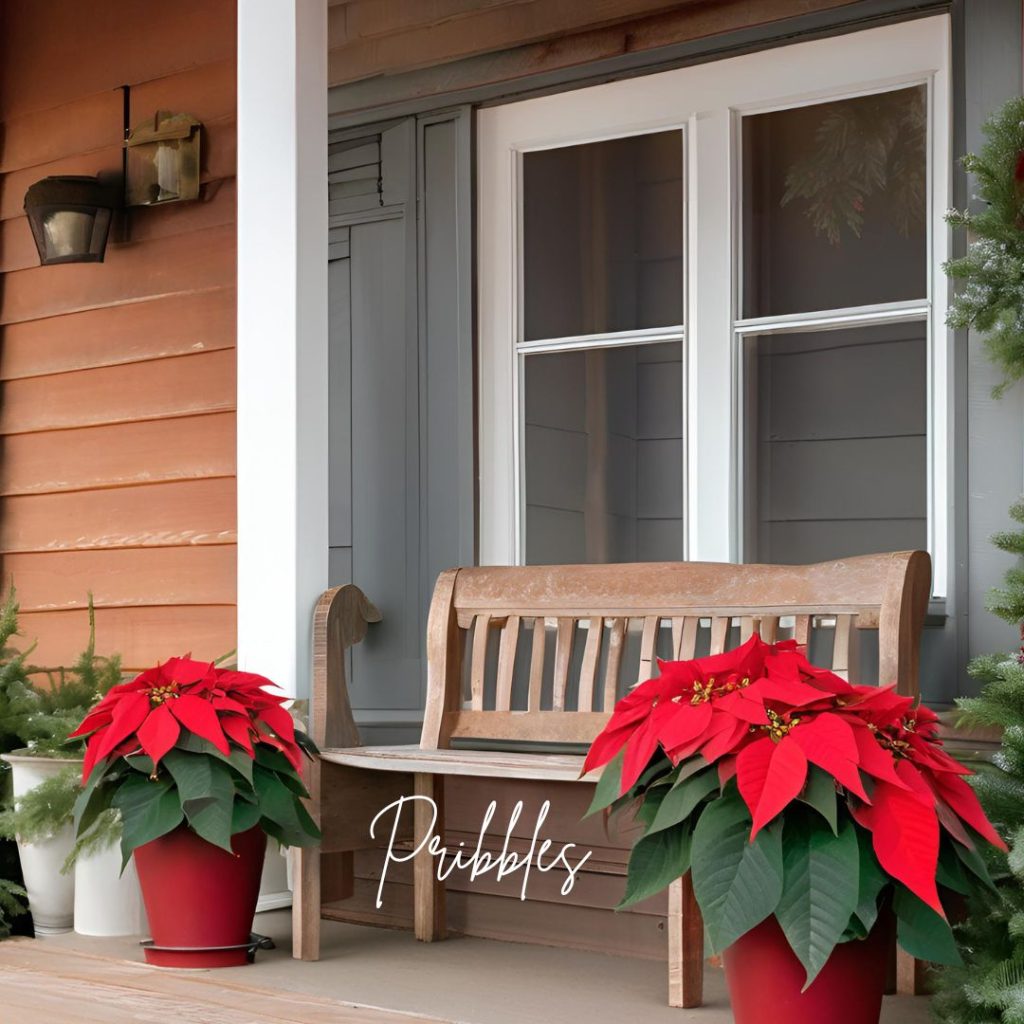 Poinsettias