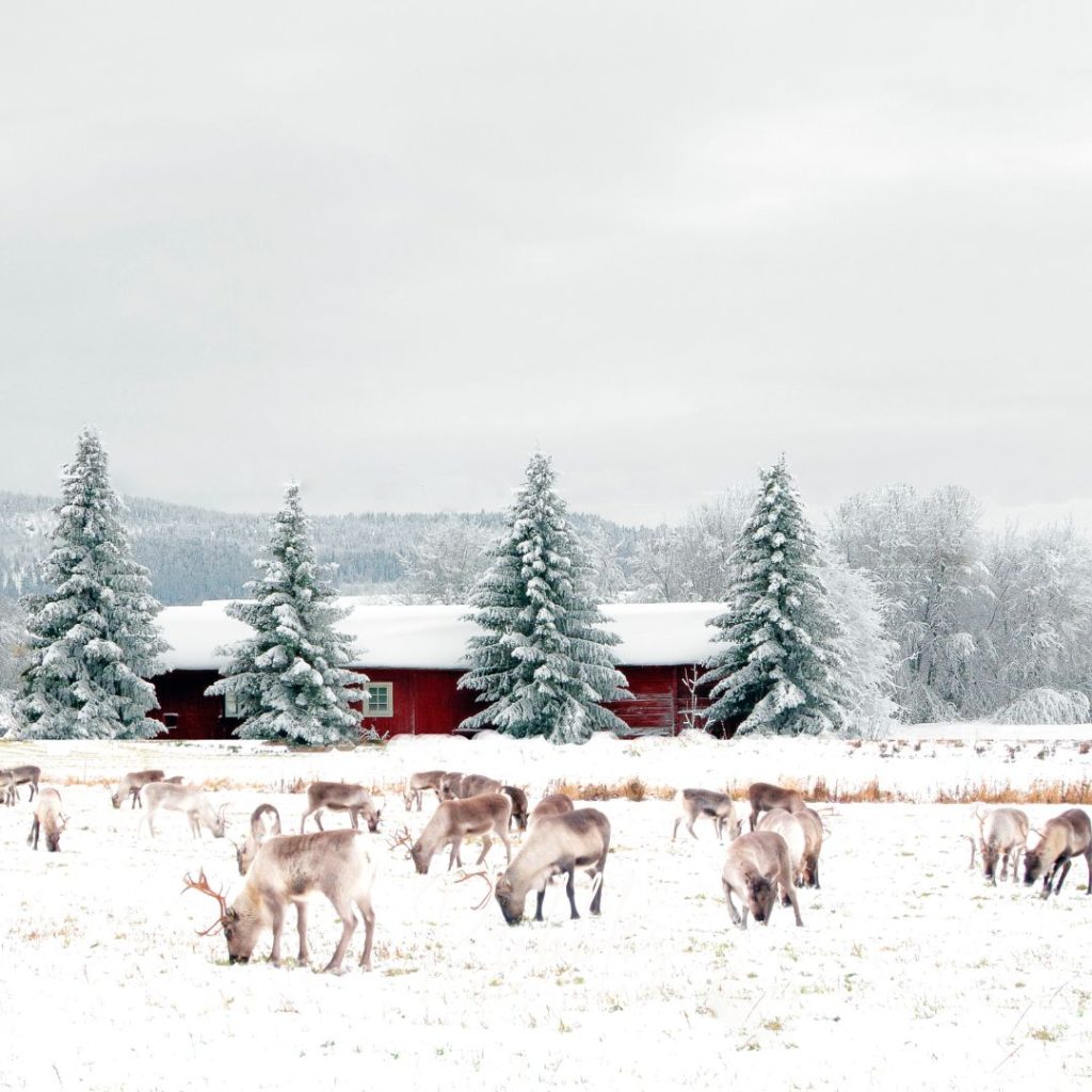 reindeer