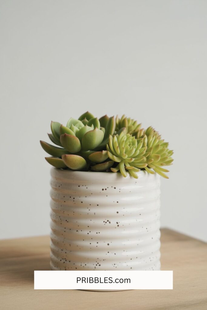 clay pot