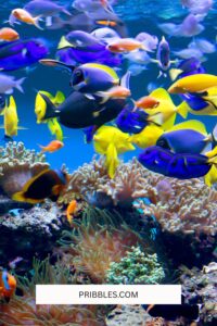 Virtual Field Trips: Ideas and Webcam Sites for Homeschoolers