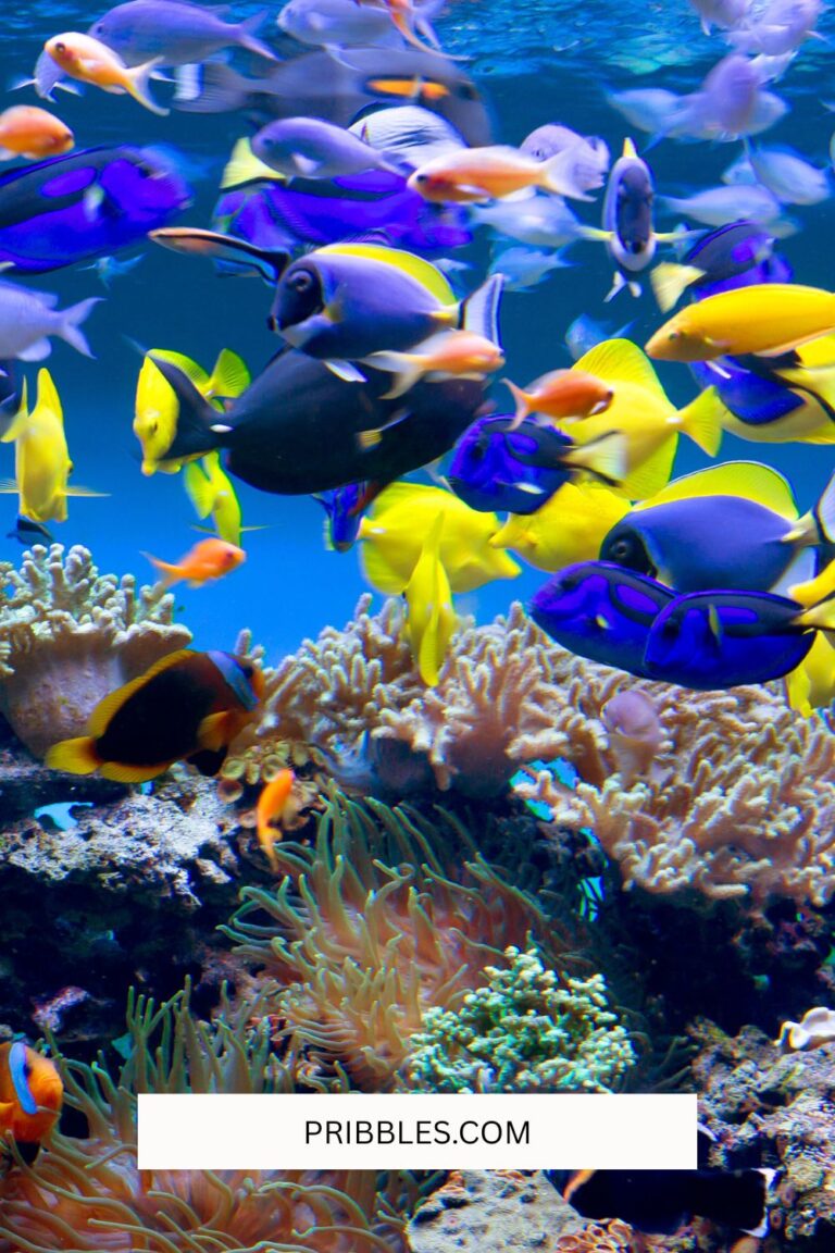 Virtual Field Trips: Ideas and Webcam Sites for Homeschoolers
